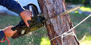 Best Tree Health Inspection  in Salem Lakes, WI