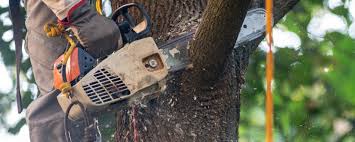 Best Storm Damage Tree Cleanup  in Salem Lakes, WI