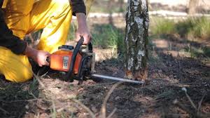 Leaf Removal in Salem Lakes, WI