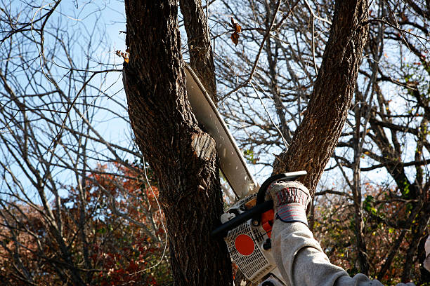 Salem Lakes, WI Tree Services Company