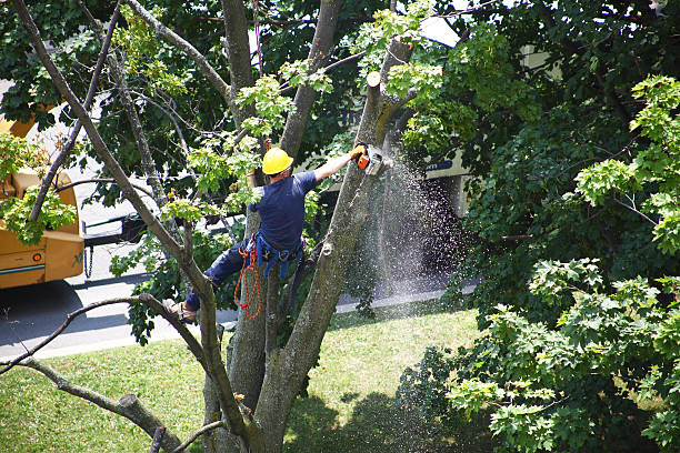 Best Tree Maintenance Programs  in Salem Lakes, WI