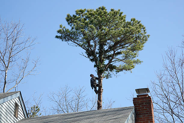 Best Tree and Shrub Care  in Salem Lakes, WI