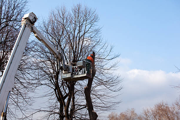 Best Firewood Processing and Delivery  in Salem Lakes, WI